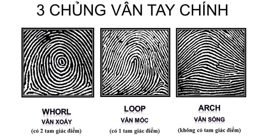 3 chủng vân tay hiếm trên thế giới