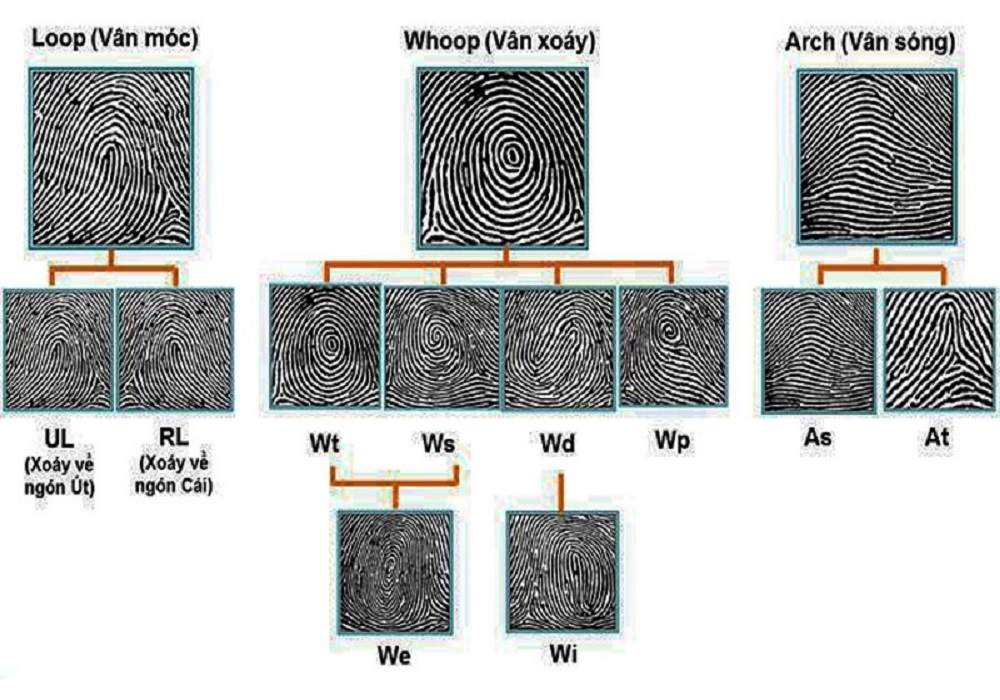 Dấu hiệu nhận biết chủng vân tay AR